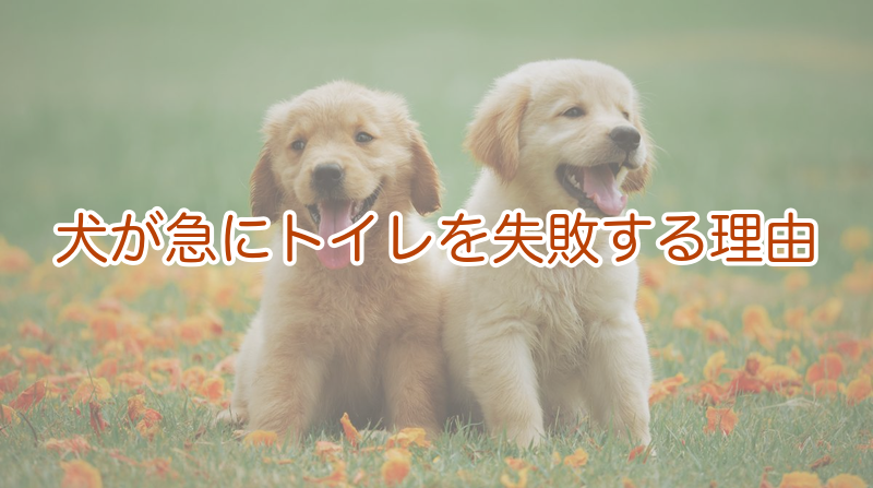 犬のトイレの失敗が急に起きる理由