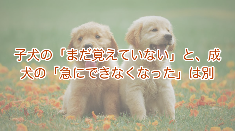 子犬と成犬で違うトイレ失敗の意味