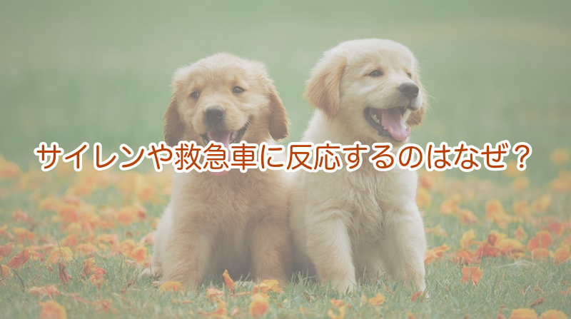 サイレンや救急車に反応するのはなぜ？