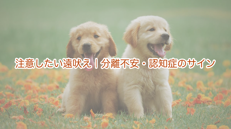 注意したい遠吠え｜分離不安・認知症のサイン