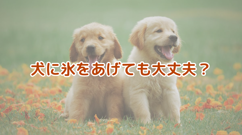 犬に氷をあげても大丈夫？