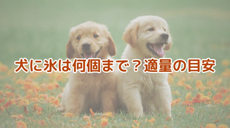 犬に氷は何個まで？適量の目安