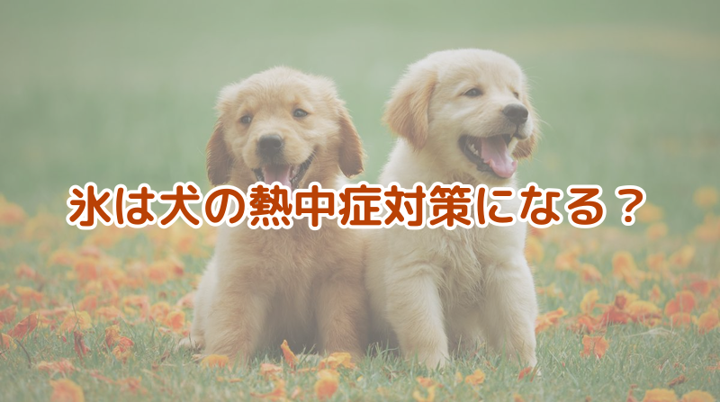 氷は犬の熱中症対策になる？