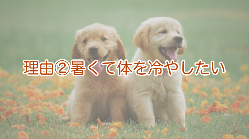 理由②暑くて体を冷やしたい