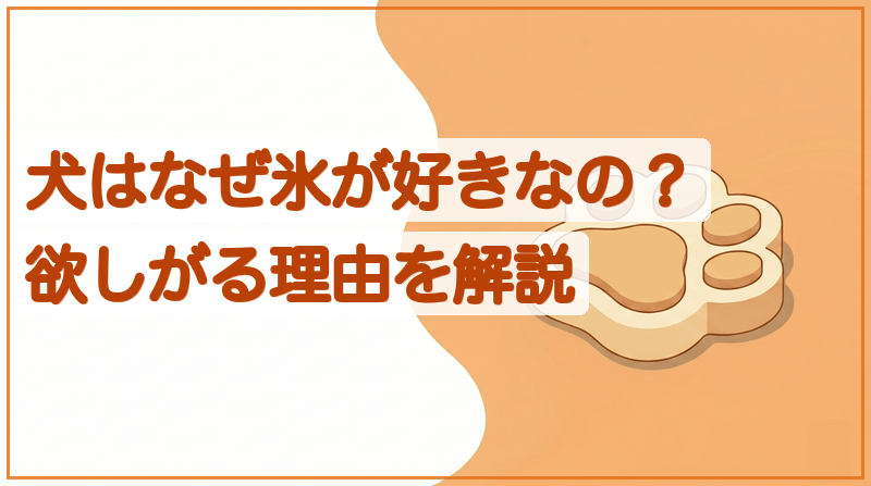 犬はなぜ氷が好きなの？欲しがる理由を解説をイメージできる記事のメイン画像