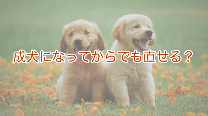 成犬になってからでも直せる？
