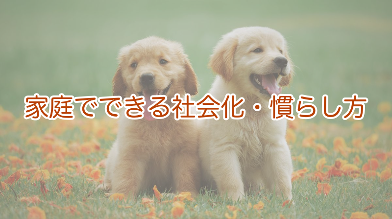 家庭でできる社会化・慣らし方