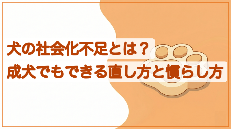 犬の社会化不足とは？成犬でもできる直し方と慣らし方をイメージできる記事のメイン画像