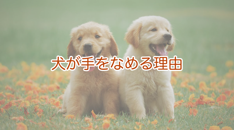 犬が手をなめる5つの理由と気持ち