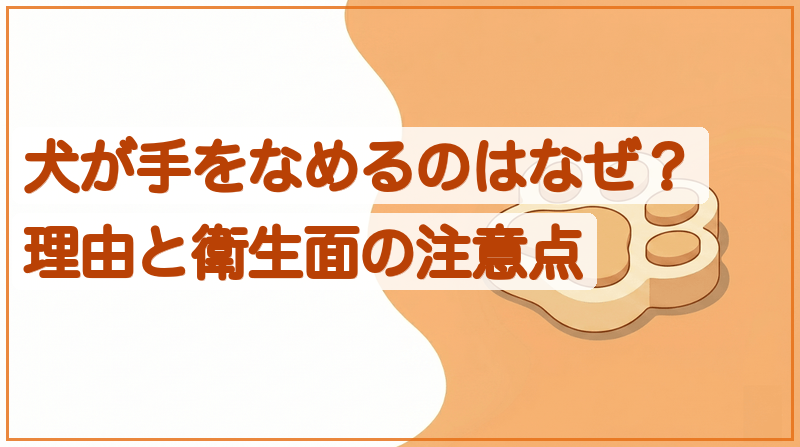 犬が手をなめるのはなぜ？理由と衛生面の注意点をイメージできる記事のメイン画像