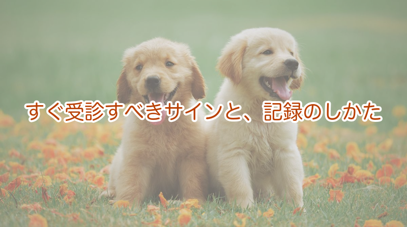 すぐ受診すべきサインと、記録のしかた