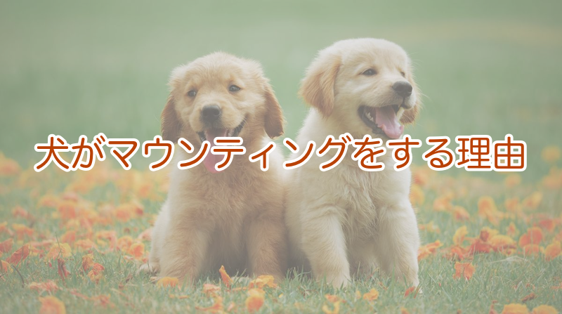 犬がマウンティングをする理由