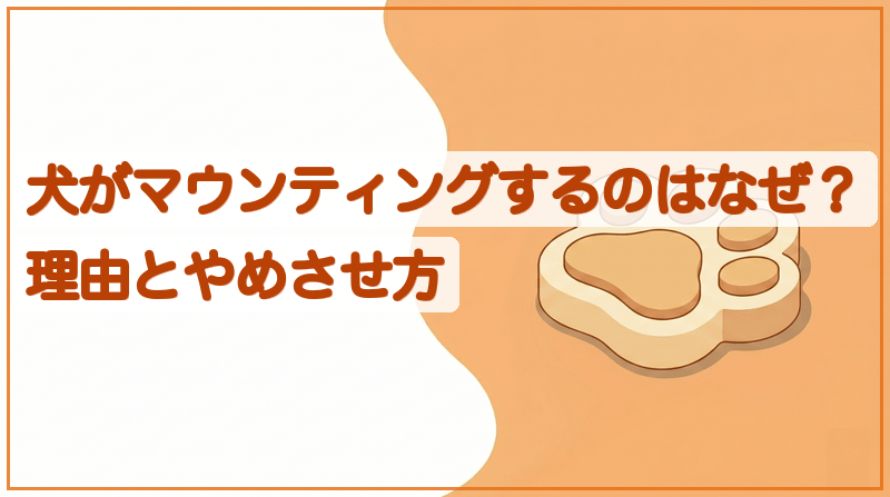 犬のマウンティングはなぜ？性的行動とは限らない理由と対処をイメージできる記事のメイン画像