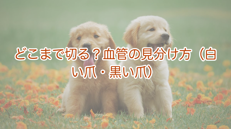 どこまで切る？血管の見分け方（白い爪・黒い爪）
