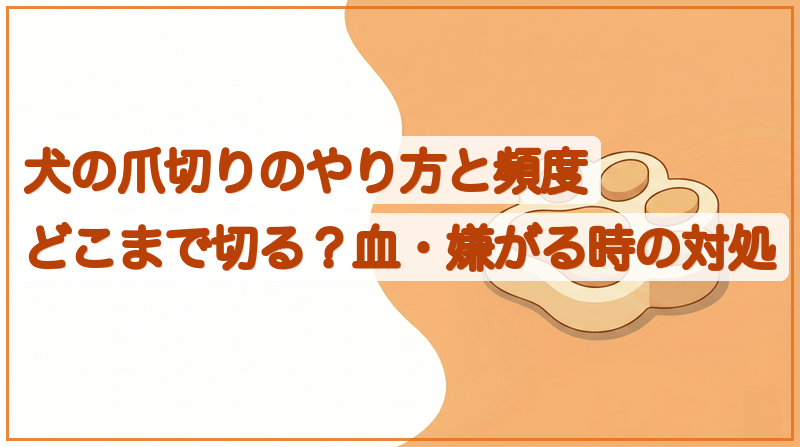 犬の爪切りのやり方と頻度｜どこまで切る？血が出た時・嫌がる時の対処をイメージできる記事のメイン画像