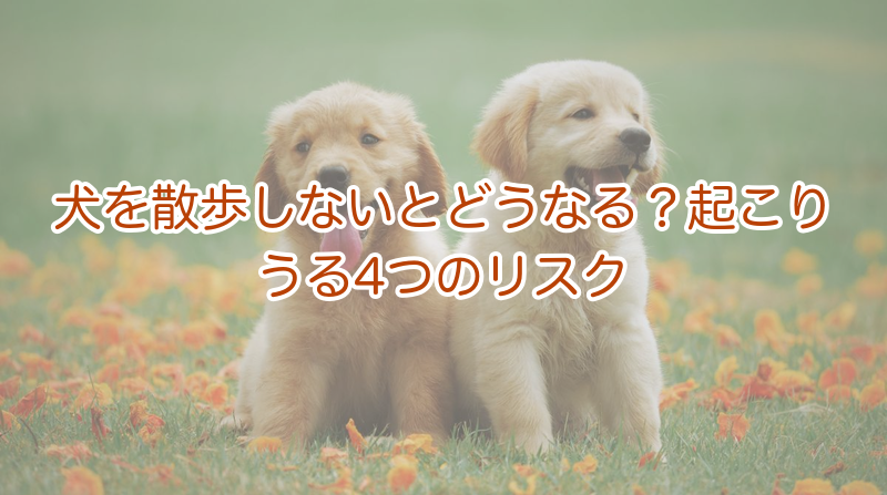 犬を散歩しないとどうなる？起こりうる4つのリスク