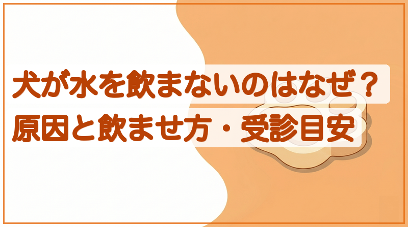 犬が水を飲まないのはなぜ？原因と飲ませ方・受診目安をイメージできる記事のメイン画像
