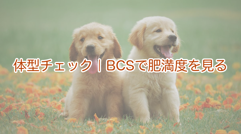 肥満度の見方｜BCSで体型をチェック