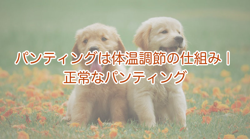 正常なパンティングと体温調節の仕組み