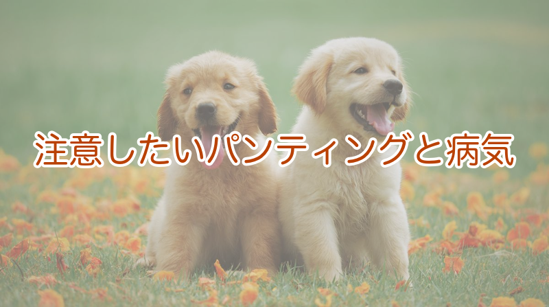 注意したいパンティングと隠れた病気のサイン