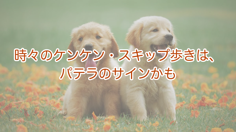 膝蓋骨脱臼（パテラ）を疑う時々のケンケン歩き