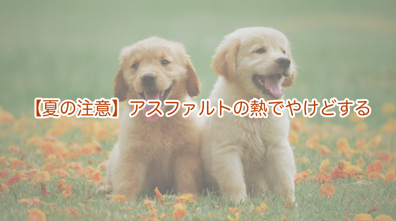 夏の注意｜アスファルトの熱で肉球がやけど