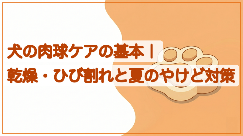 犬の肉球ケアの基本｜乾燥・ひび割れと夏のやけど対策をイメージできる記事のメイン画像
