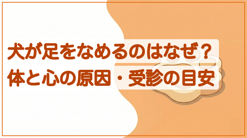 犬が足をなめるのはなぜ？体と心の原因・受診の目安をイメージできる記事のメイン画像