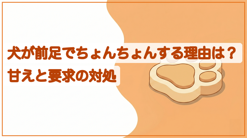 犬が前足でちょんちょんする理由は？甘えと要求の対処をイメージできる記事のメイン画像