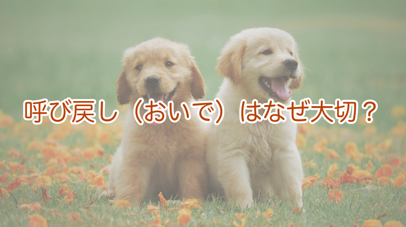 呼び戻し（おいで）はなぜ大切？