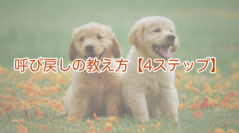 呼び戻しの教え方【4ステップ】