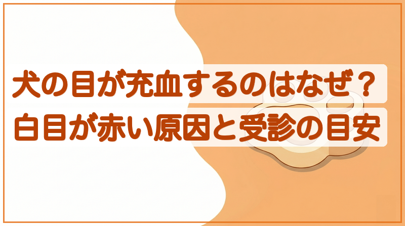 犬の目が充血するのはなぜ？白目が赤い原因と受診の目安をイメージできる記事のメイン画像