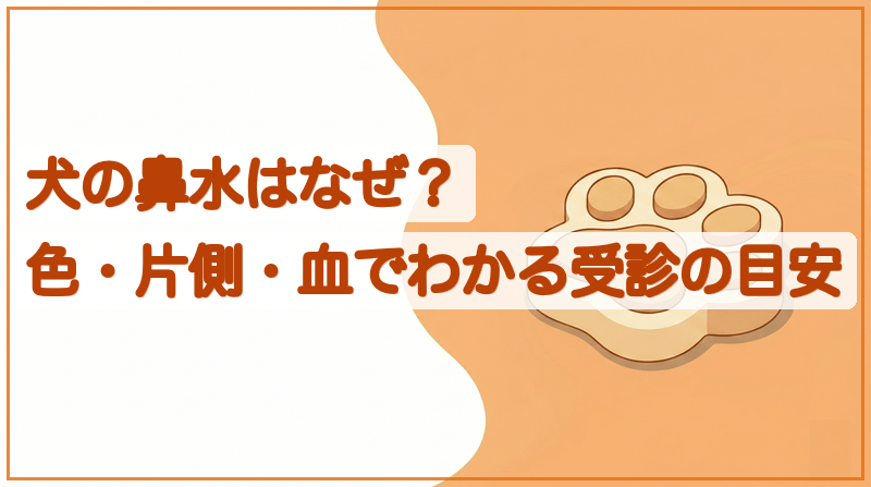 犬の鼻水はなぜ？色・片側・血でわかる受診の目安をイメージできる記事のメイン画像