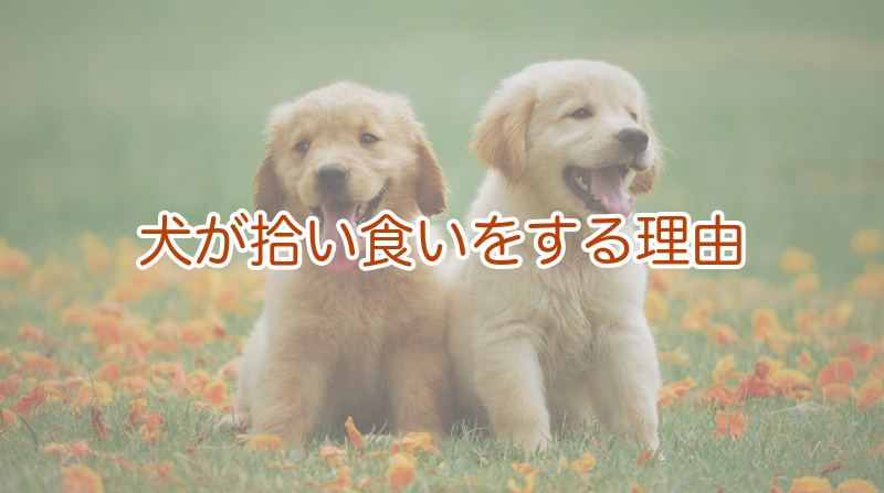 犬が拾い食いをする理由｜本能と学習