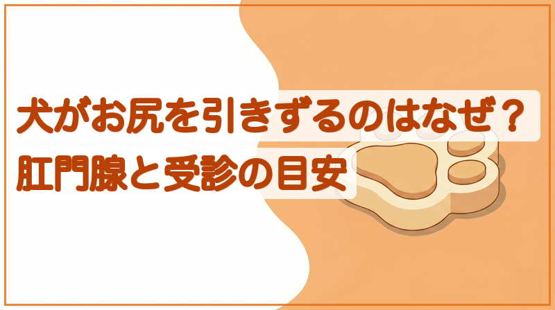 犬がお尻を床にこすりつけるのはなぜ？原因と受診の目安をイメージできる記事のメイン画像