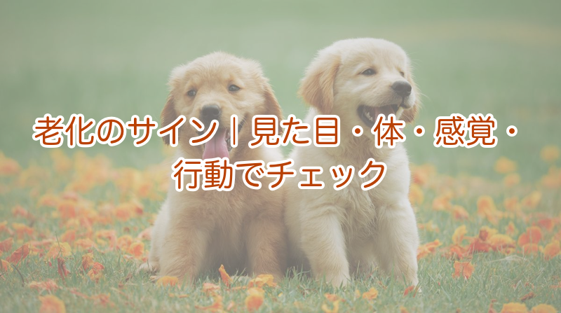 シニア犬の老化のサイン｜4つの面