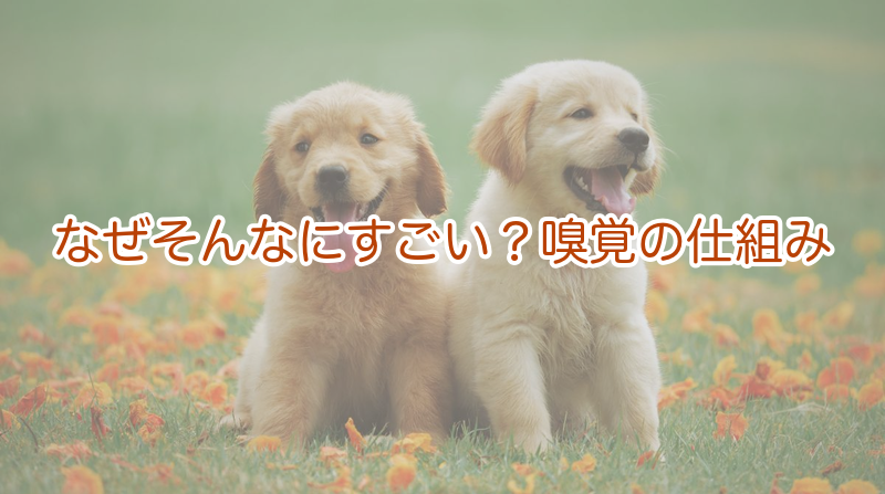 なぜそんなにすごい？嗅覚の仕組み