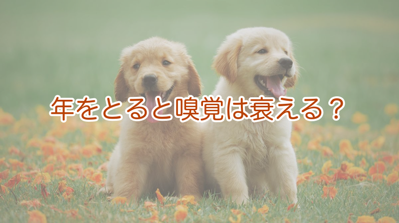 年をとると嗅覚は衰える？