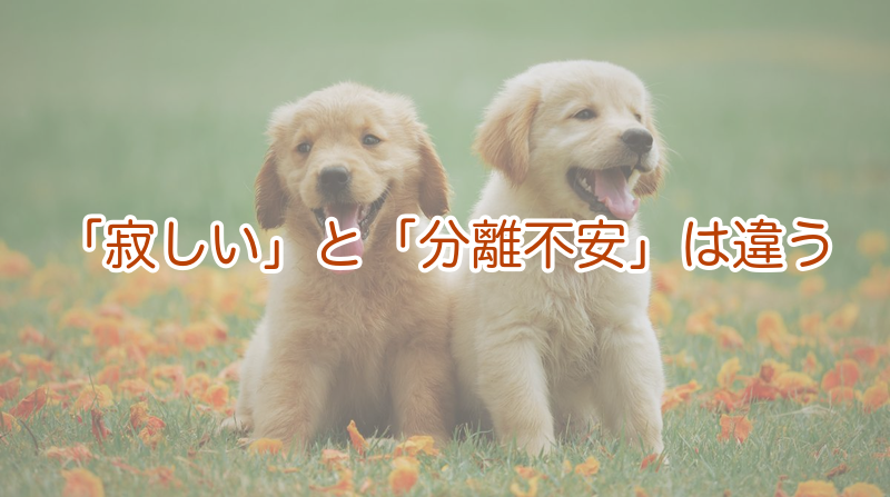犬の分離不安と「寂しい」の違い