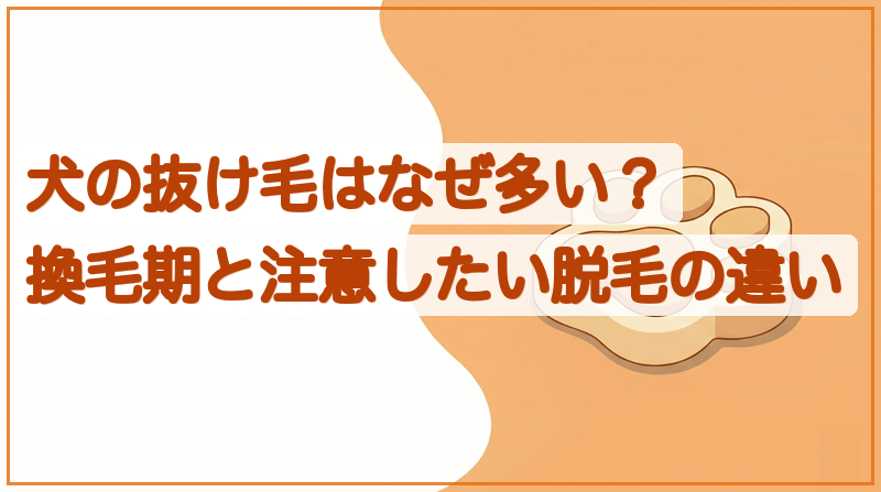 犬の抜け毛が多いのは病気？換毛期と病的な脱毛の見分けをイメージできる記事のメイン画像