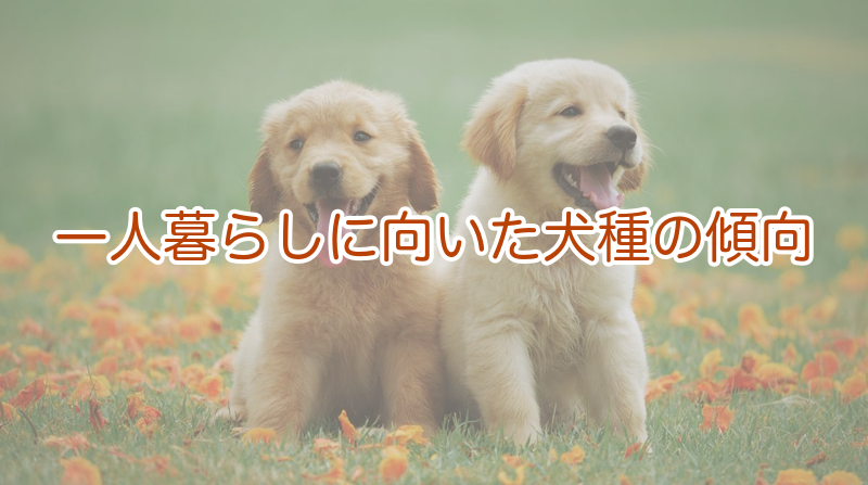 一人暮らしに向いた犬種の傾向