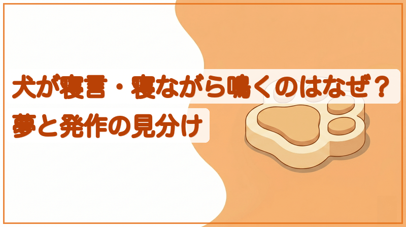 犬の寝言や寝ながら動くのはなぜ？発作との見分け方をイメージできる記事のメイン画像