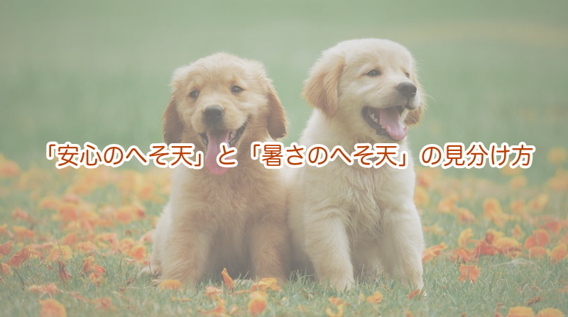 「安心のへそ天」と「暑さのへそ天」の見分け方