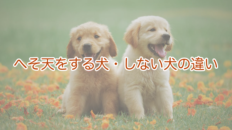 へそ天をする犬・しない犬の違い