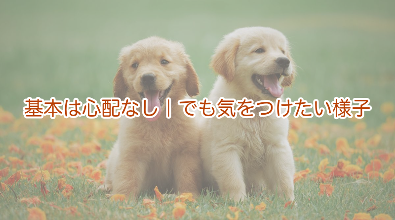 基本は心配なし｜でも気をつけたい様子
