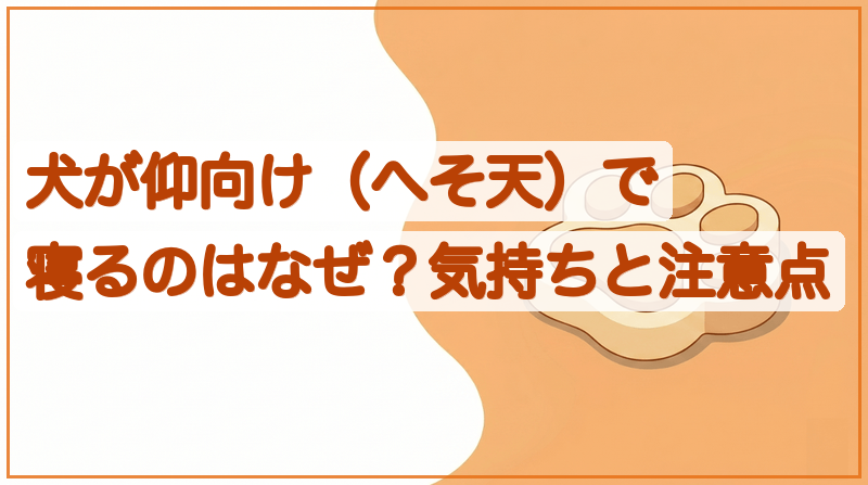 犬が仰向け（へそ天）で寝るのはなぜ？気持ちと注意点をイメージできる記事のメイン画像