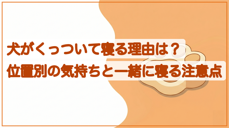 犬がくっついて寝る理由は？位置別の気持ちと一緒に寝る注意点をイメージできる記事のメイン画像