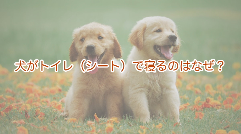 犬がトイレ（シート）で寝るのはなぜ？