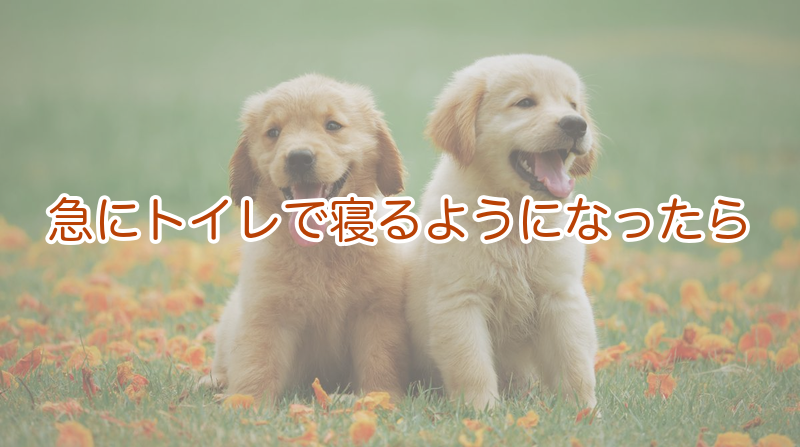 急にトイレで寝るようになったら