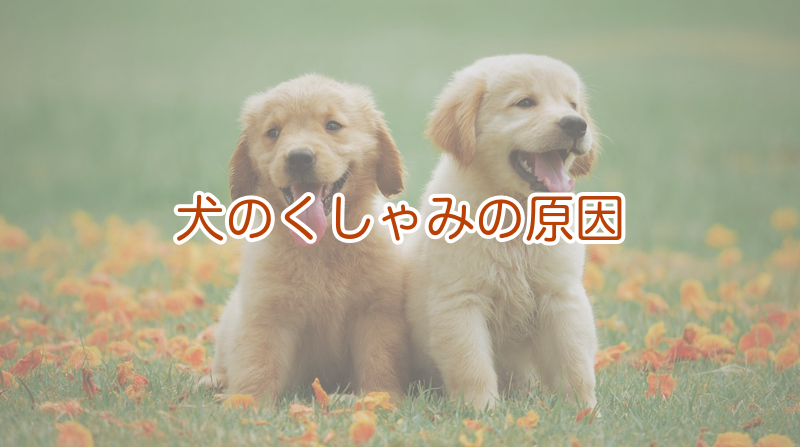 犬のくしゃみが出る主な原因とは
